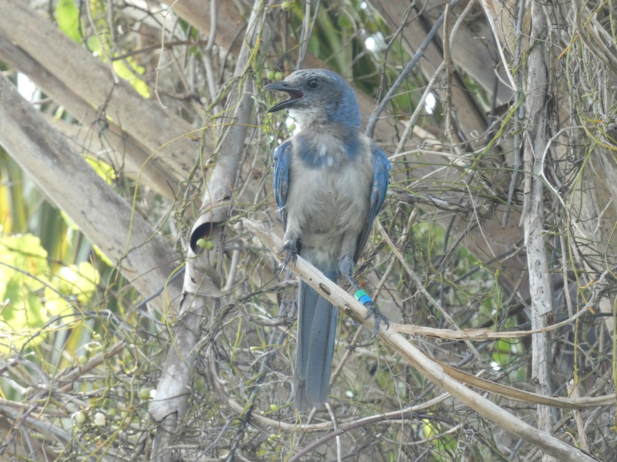 Florida Scrub-Jay - ML622243457