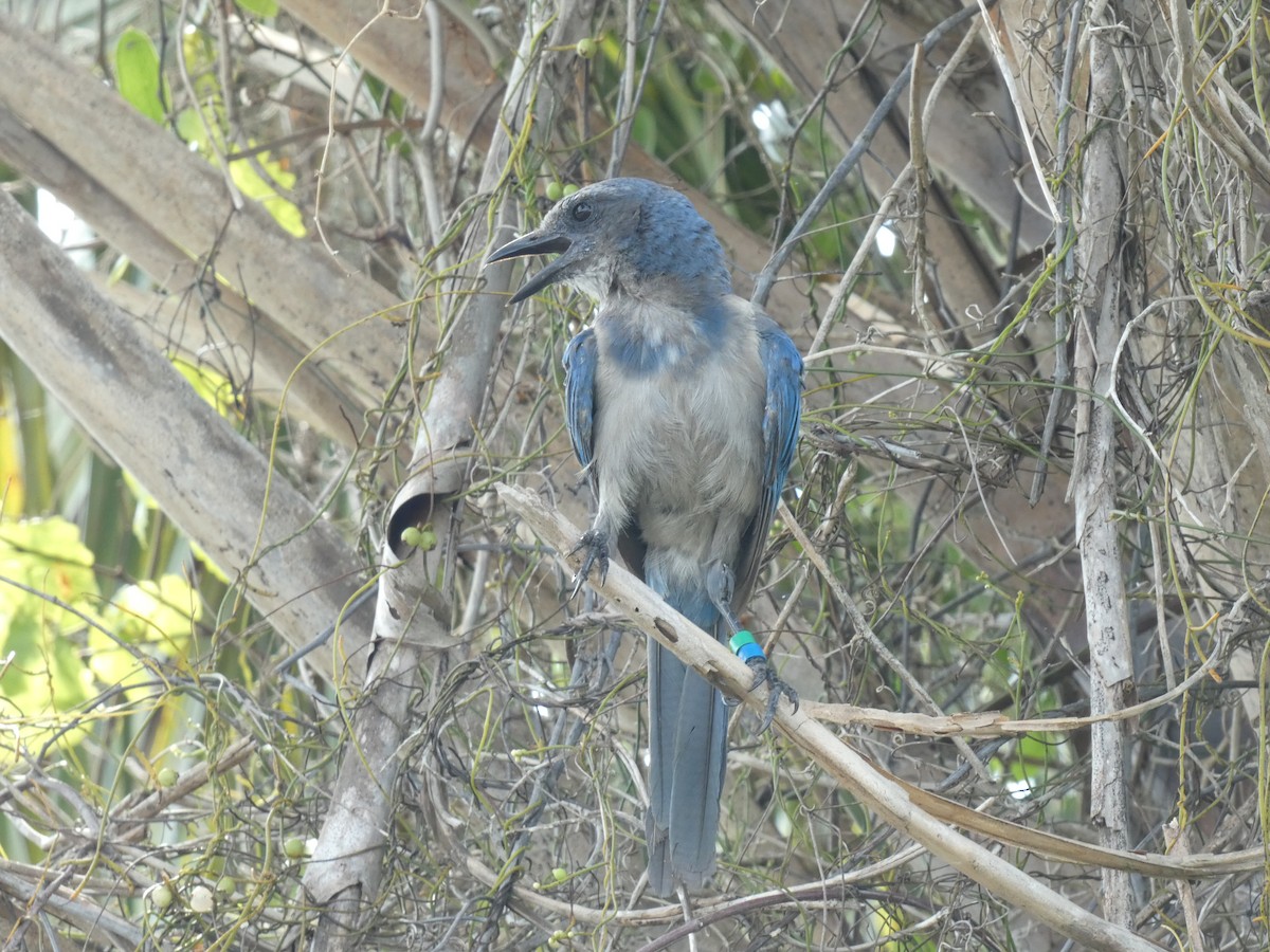 Florida Scrub-Jay - ML622243458