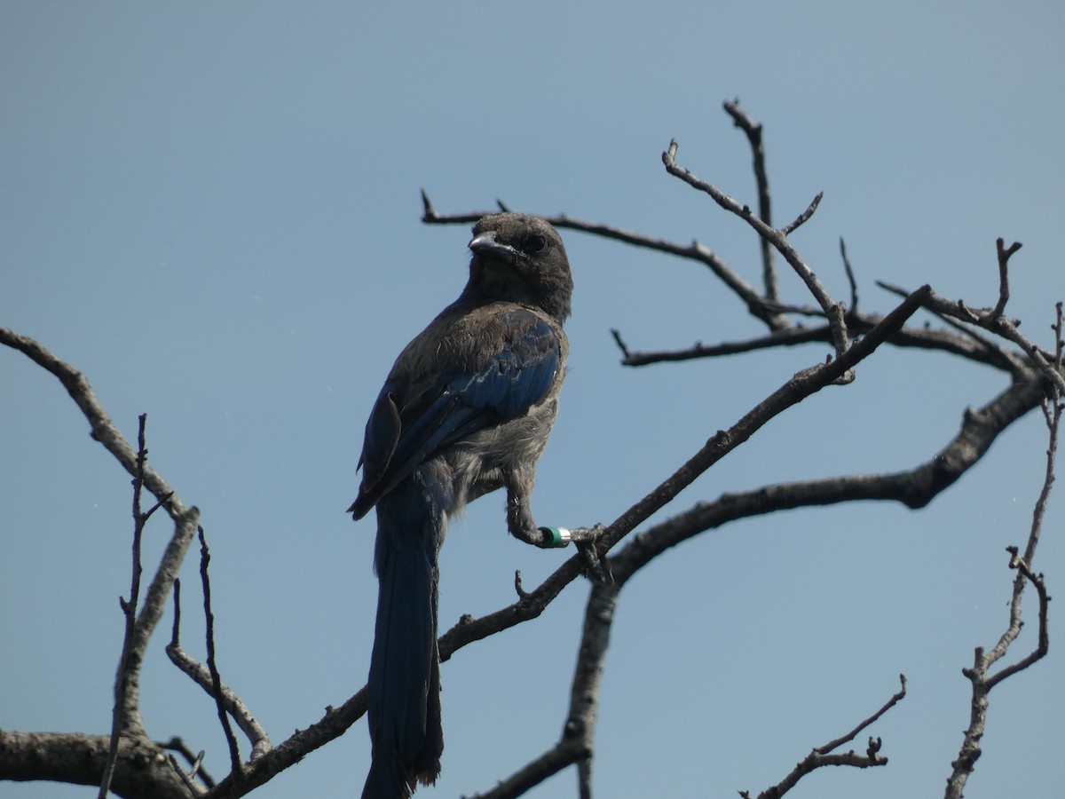 Florida Scrub-Jay - ML622243459