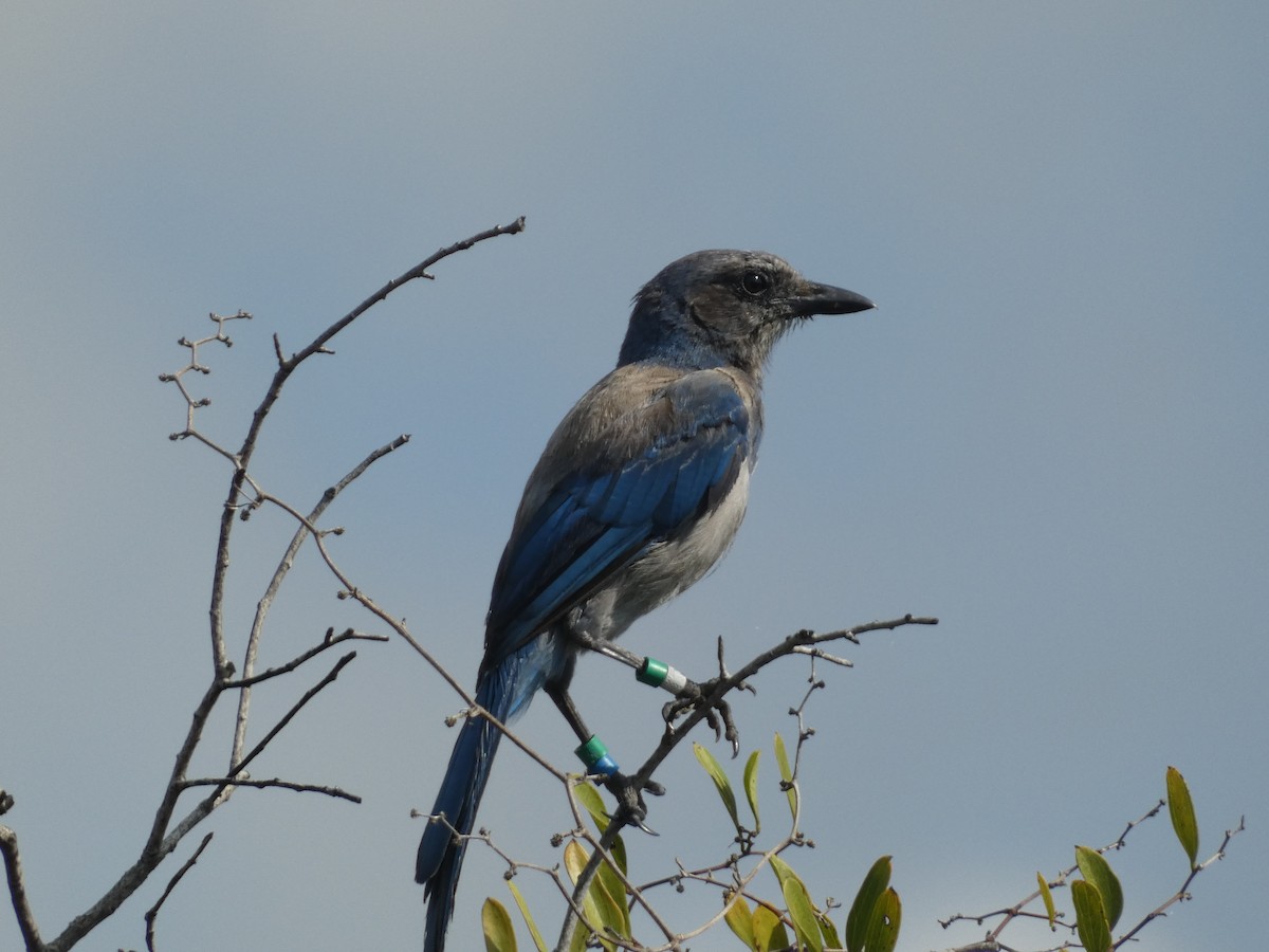 Florida Scrub-Jay - ML622243460