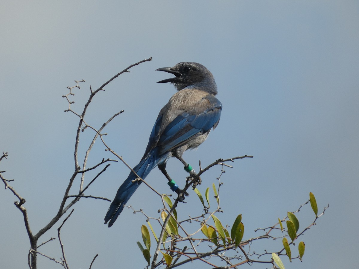 Florida Scrub-Jay - ML622243461