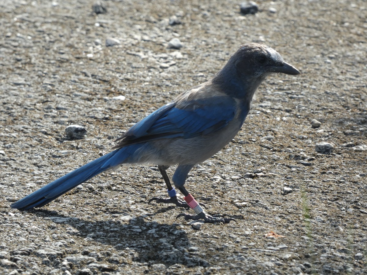 Florida Scrub-Jay - ML622243462