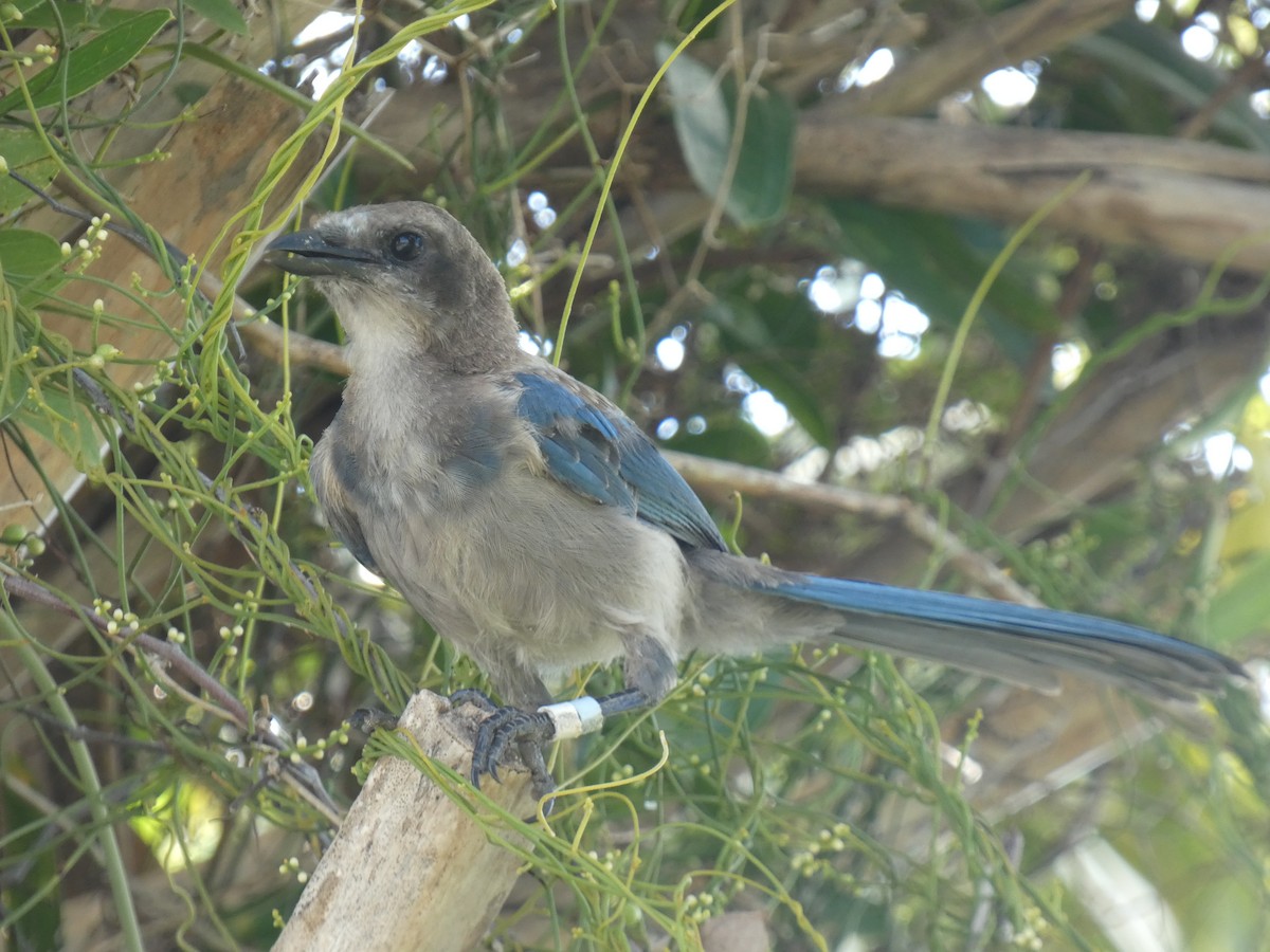 Florida Scrub-Jay - ML622243463