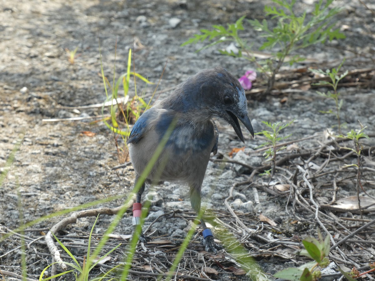 Florida Scrub-Jay - ML622243464