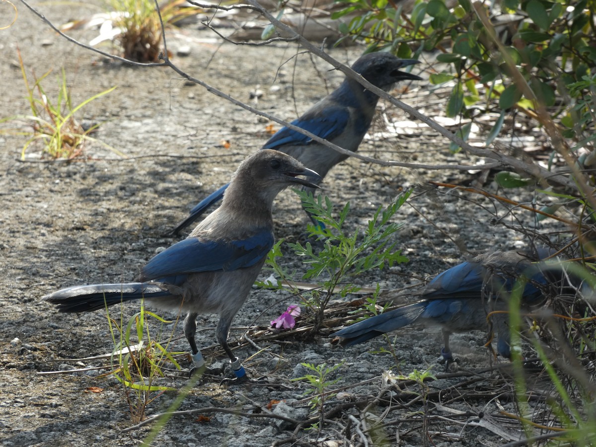 Florida Scrub-Jay - ML622243465