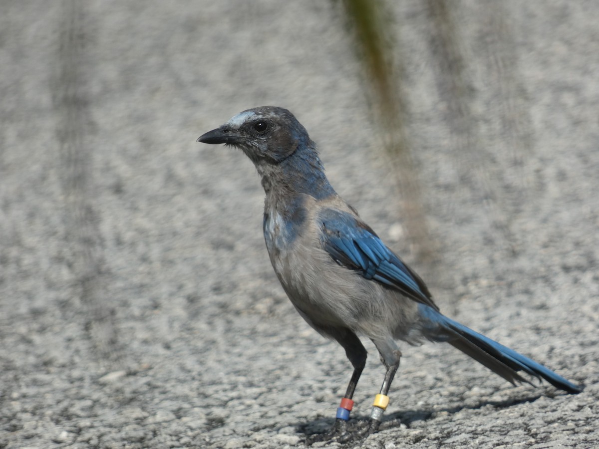 Florida Scrub-Jay - ML622243466