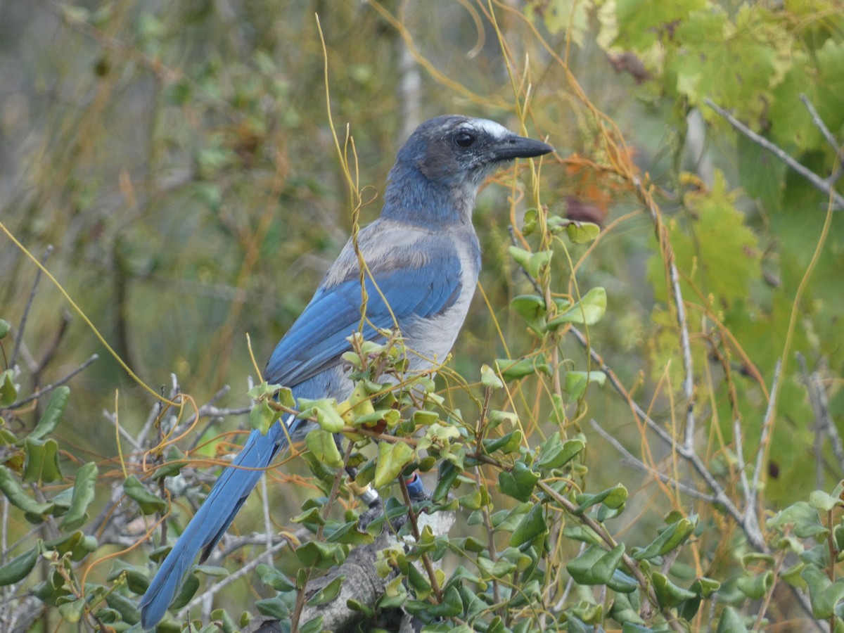 Florida Scrub-Jay - ML622243467