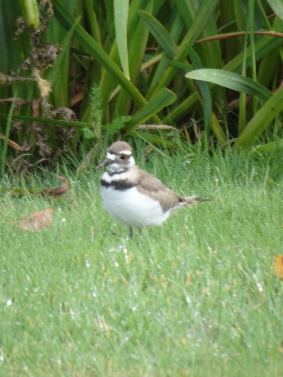 Killdeer - Megan Jones