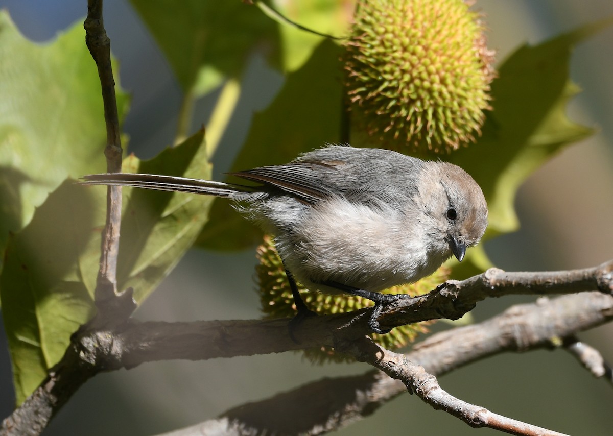 Bushtit - ML622243593