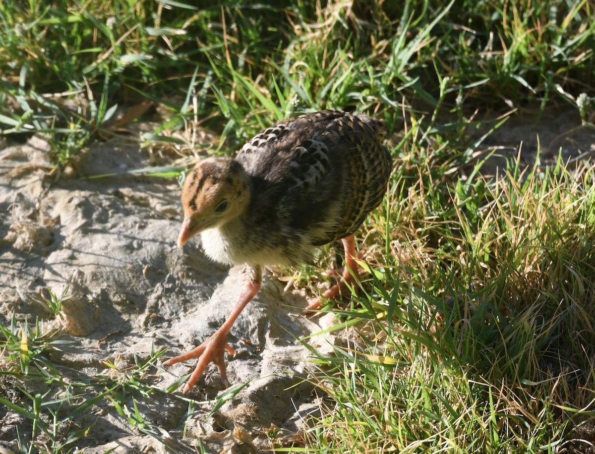 Guajolote Gallipavo - ML622243598