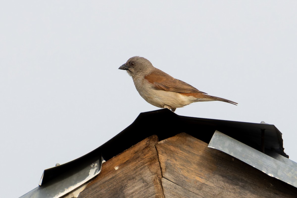 Parrot-billed Sparrow - ML622243637