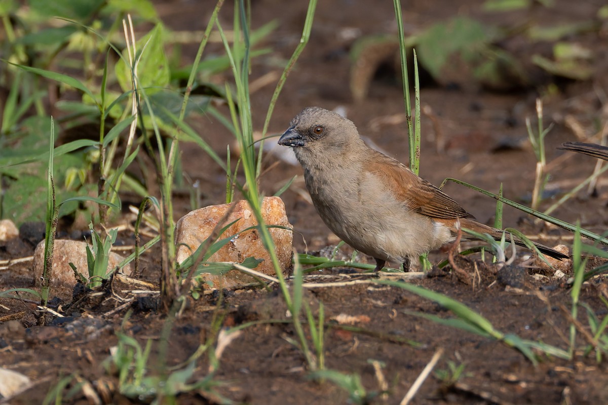 Parrot-billed Sparrow - ML622243638