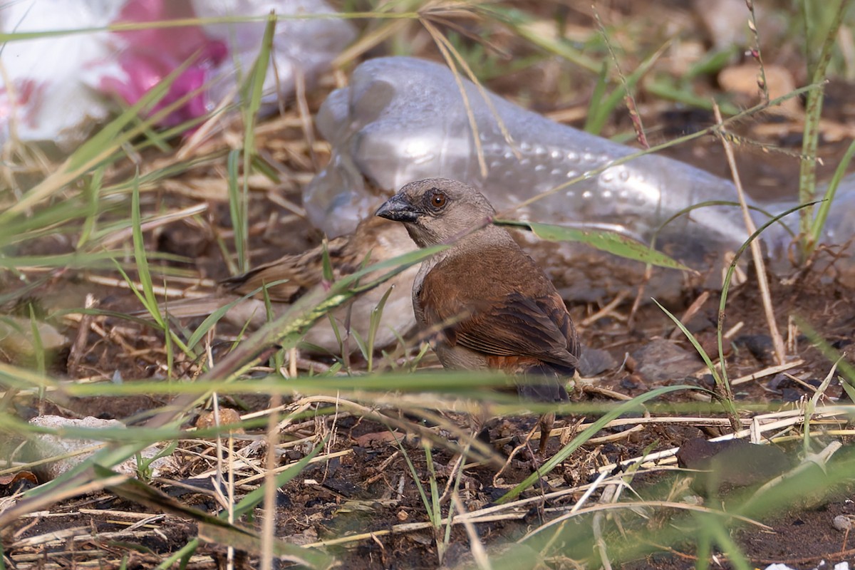 Parrot-billed Sparrow - ML622243639