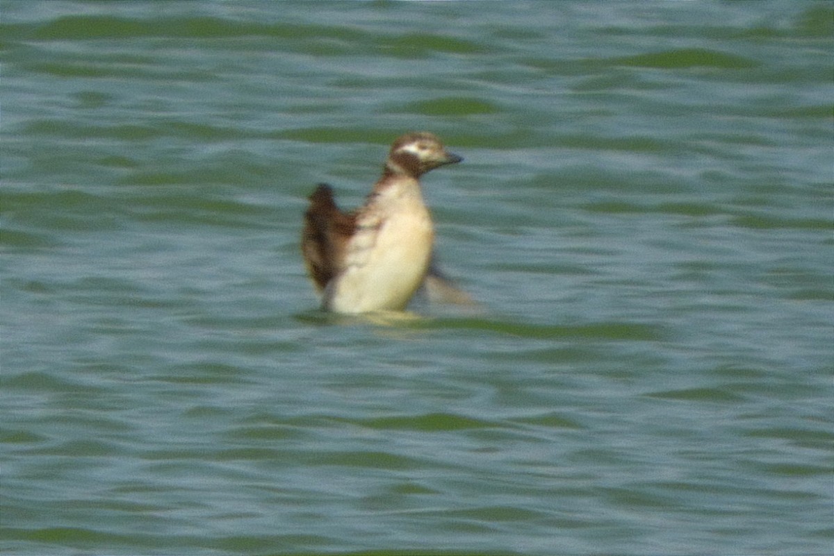 Long-tailed Duck - Miguel Folgado