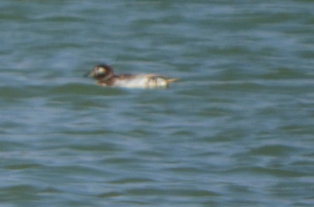 Long-tailed Duck - Miguel Folgado