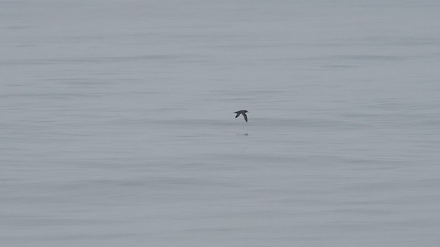 Sooty Shearwater - ML622243883