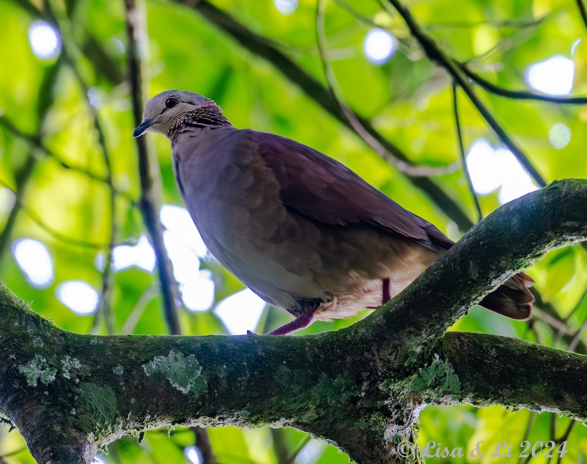 White-faced Quail-Dove - ML622243901