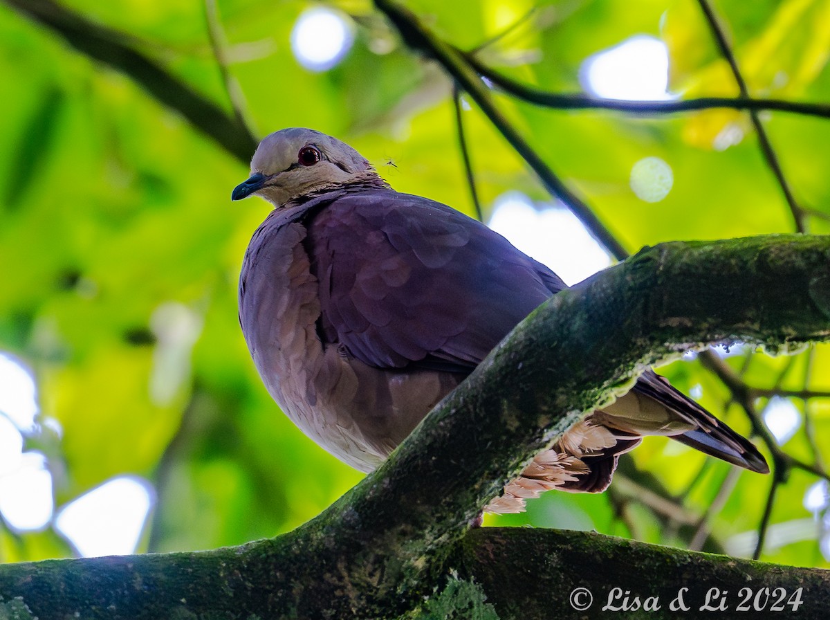 White-faced Quail-Dove - ML622243902