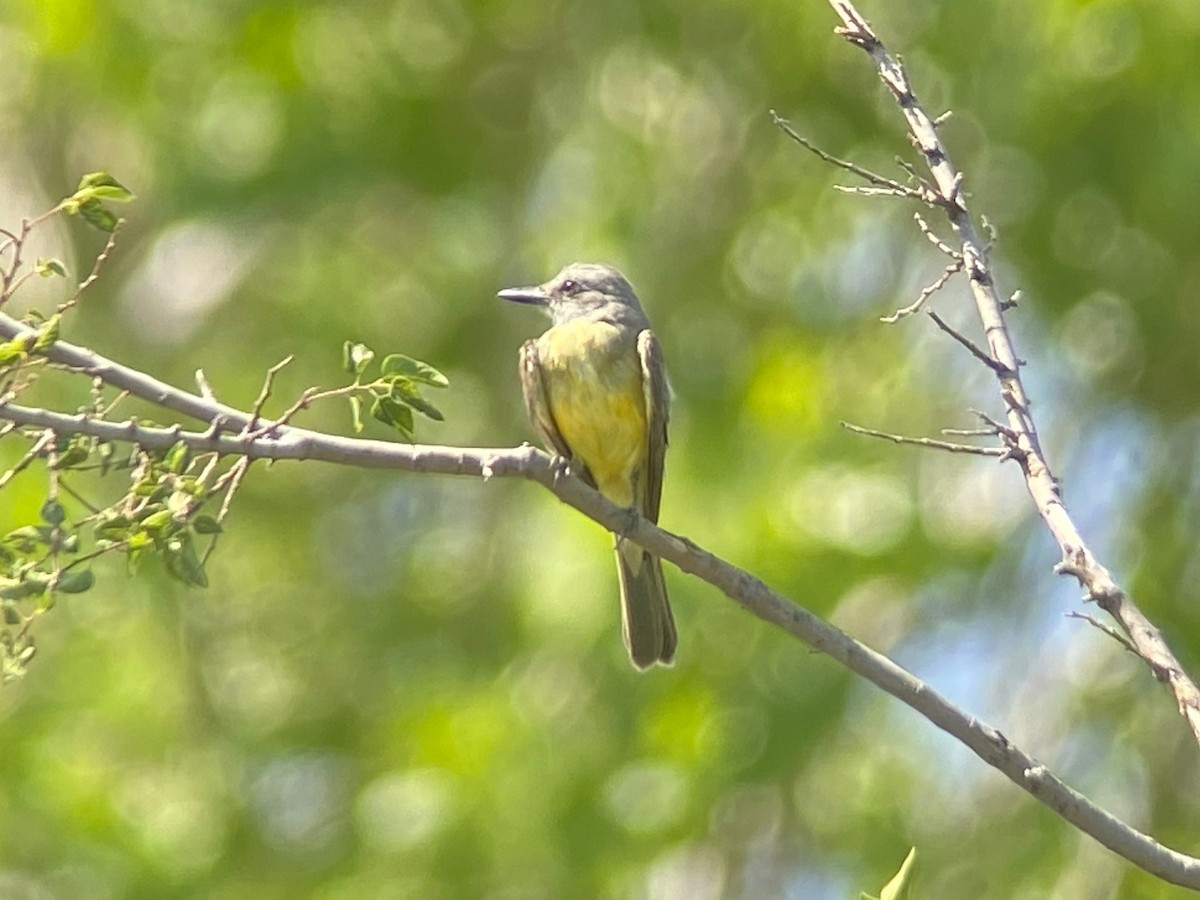 Tropical Kingbird - ML622243926