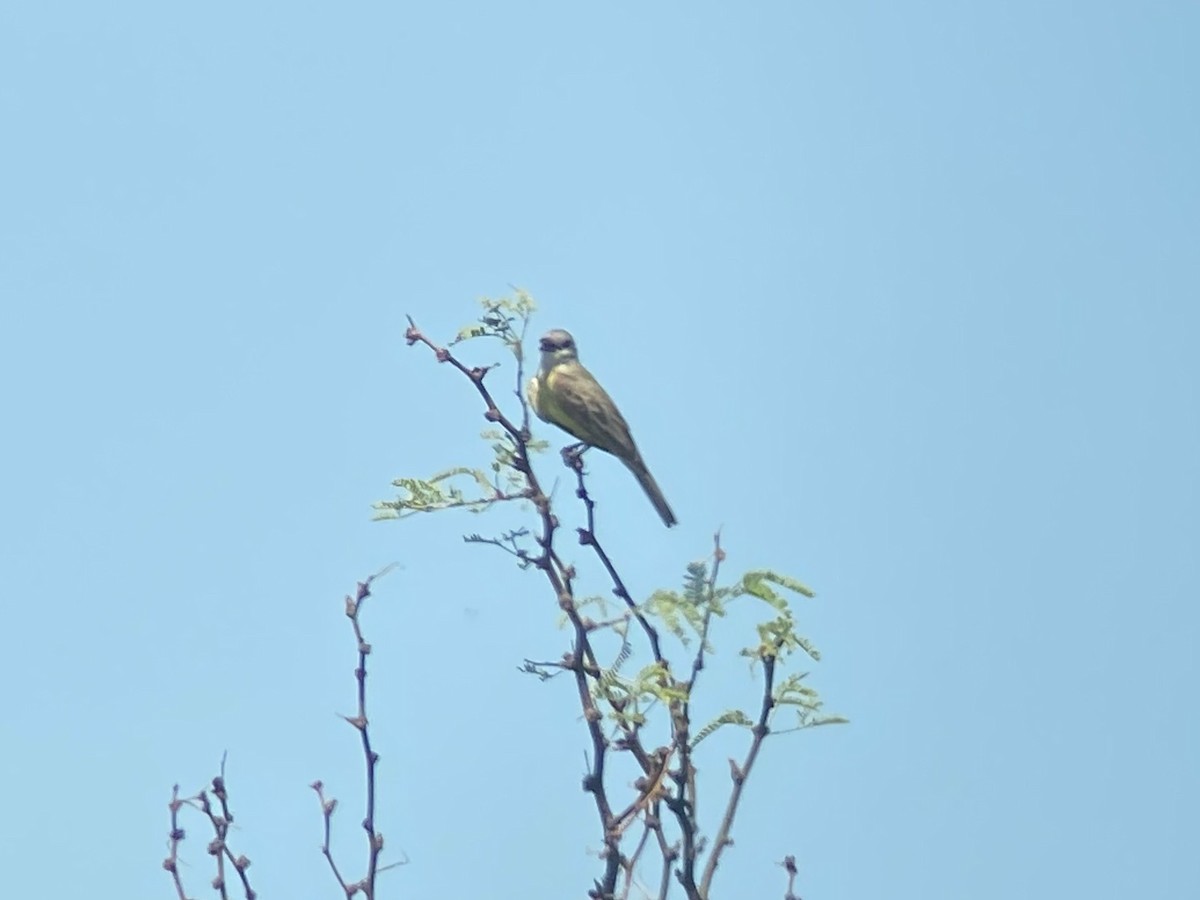 Tropical Kingbird - ML622243927