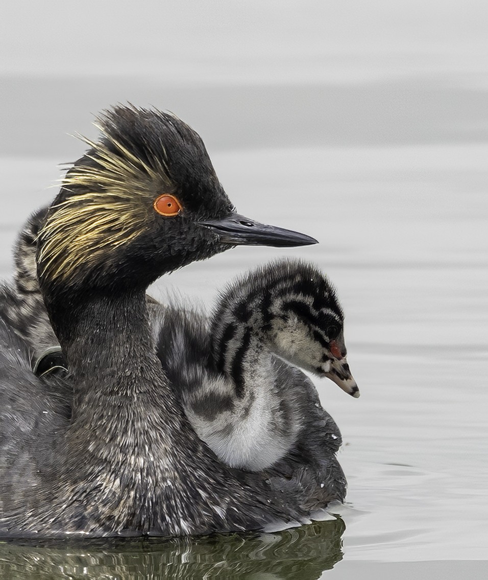 Eared Grebe - ML622244020