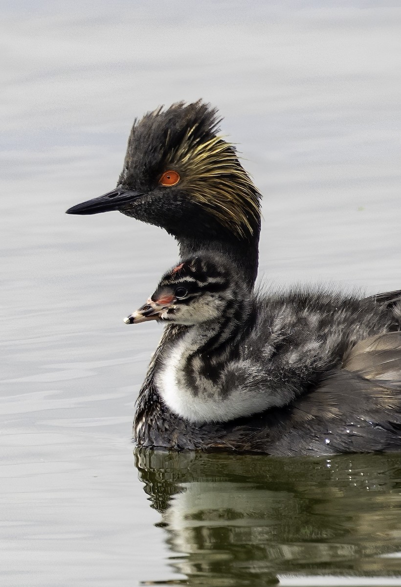 Eared Grebe - ML622244022