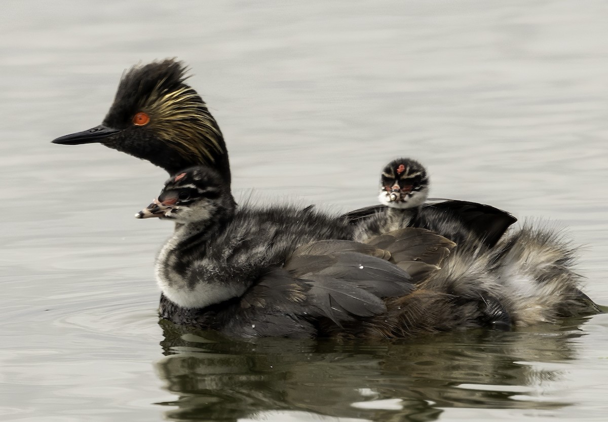 Eared Grebe - ML622244023