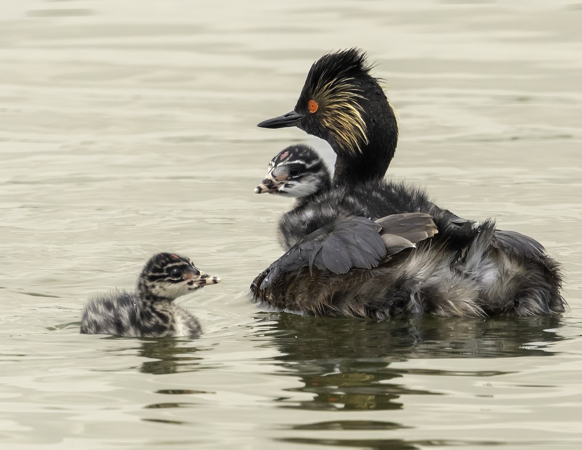 Eared Grebe - ML622244024