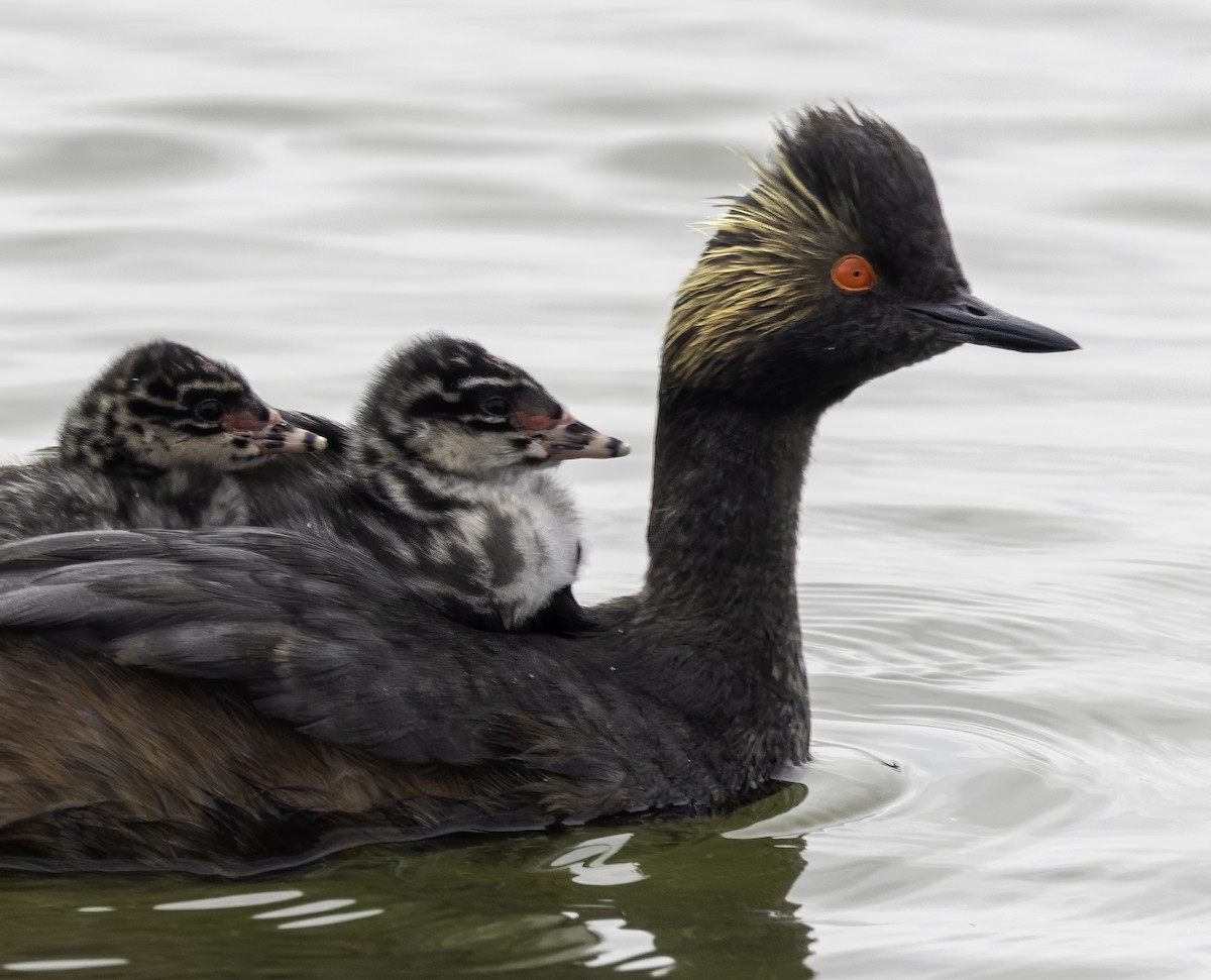 Eared Grebe - ML622244025