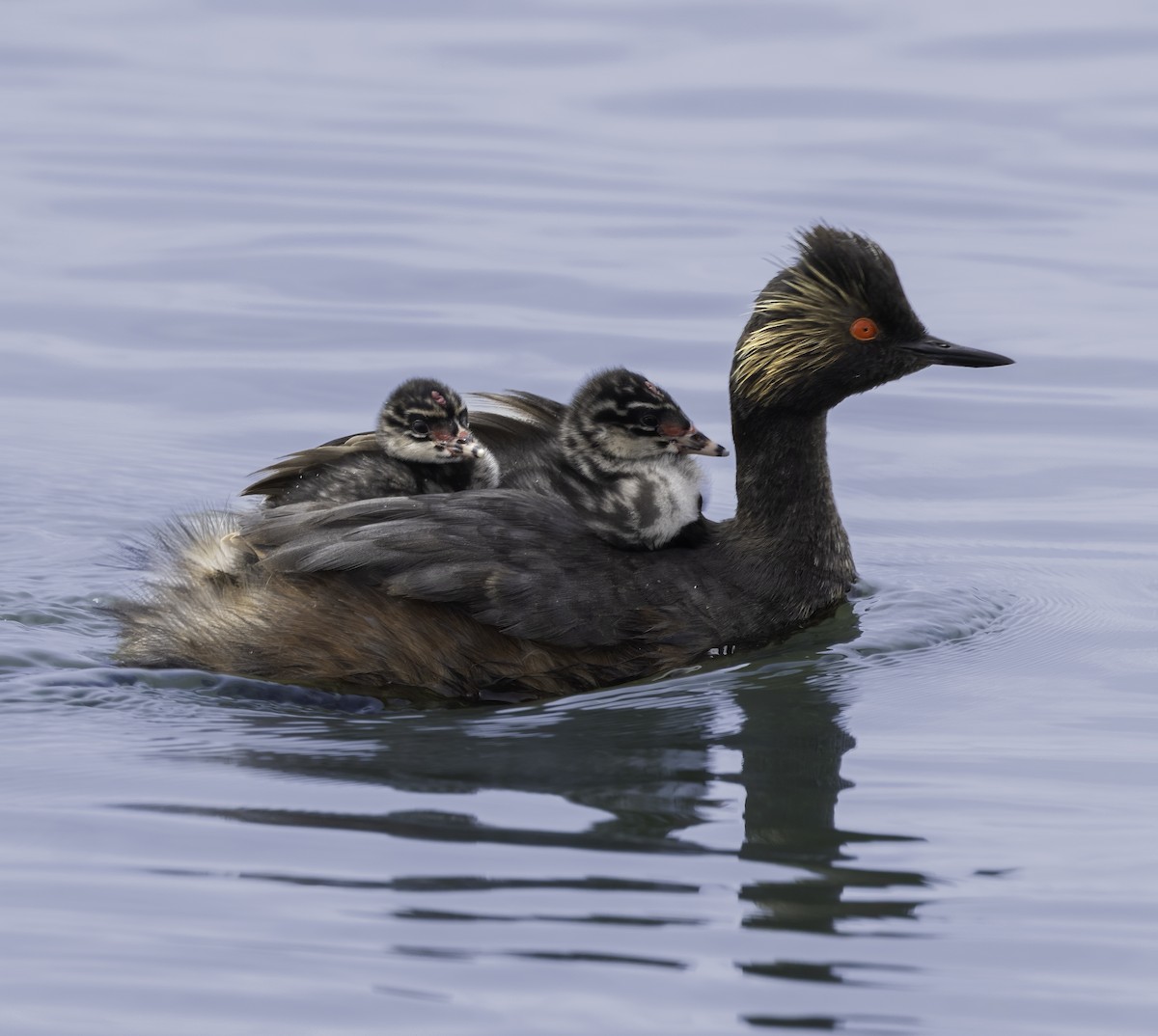 Eared Grebe - ML622244026