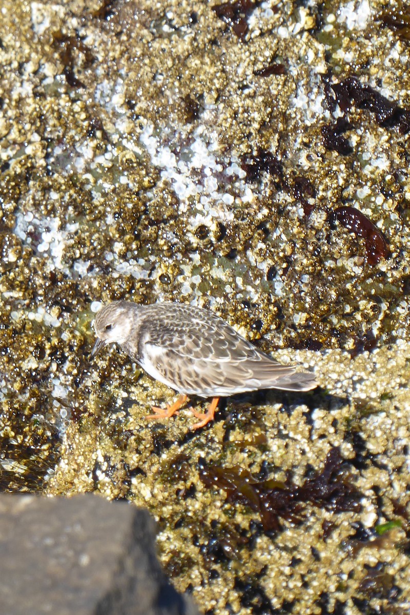 Ruddy Turnstone - Coleen Pidgeon