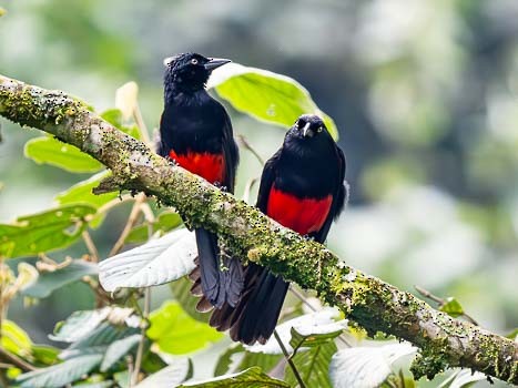 Red-bellied Grackle - ML622244053