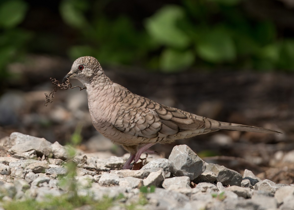 Inca Dove - ML622244125