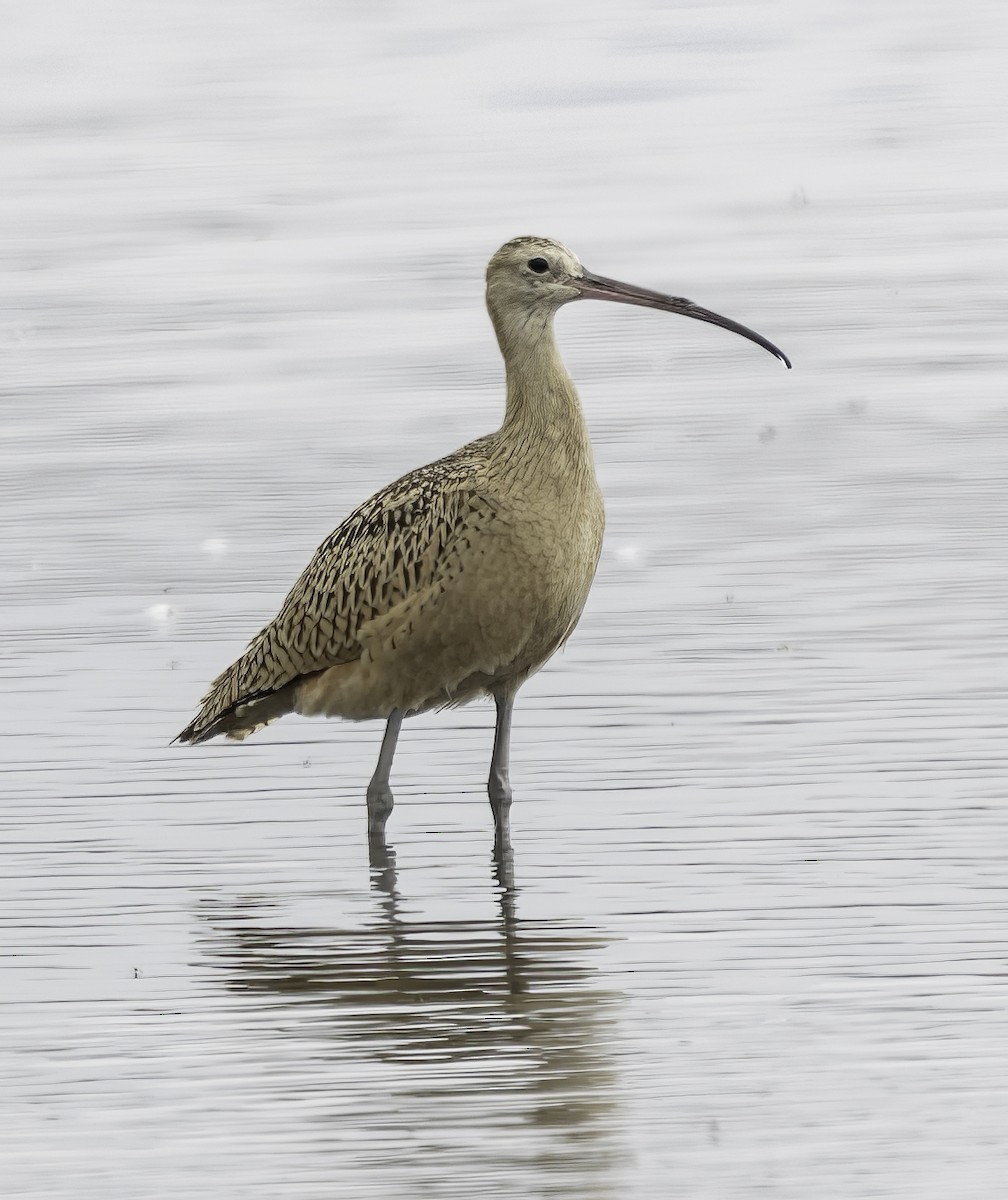 Long-billed Curlew - ML622244139