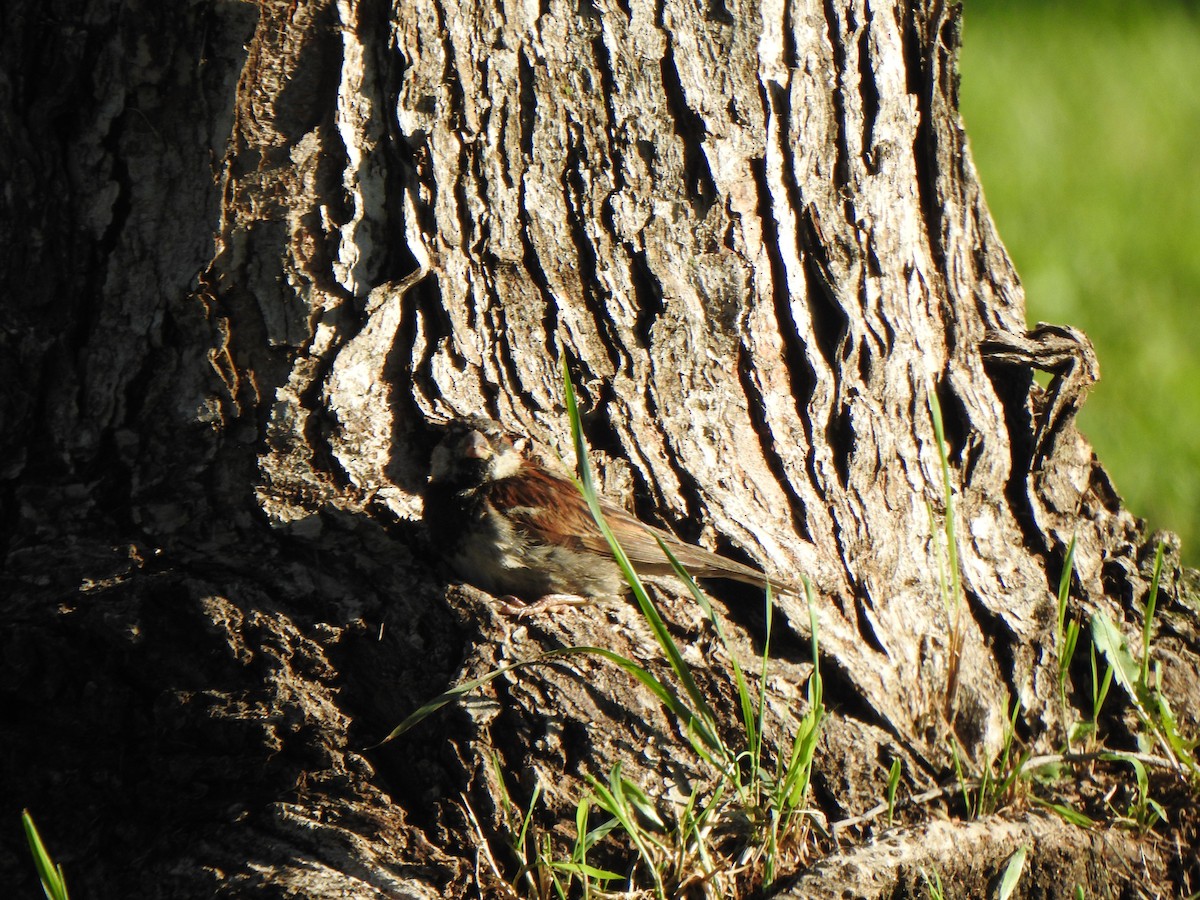 House Sparrow - Liren Varghese