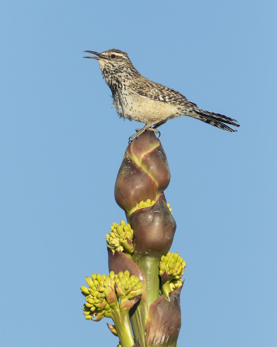 Cactus Wren - ML622244242