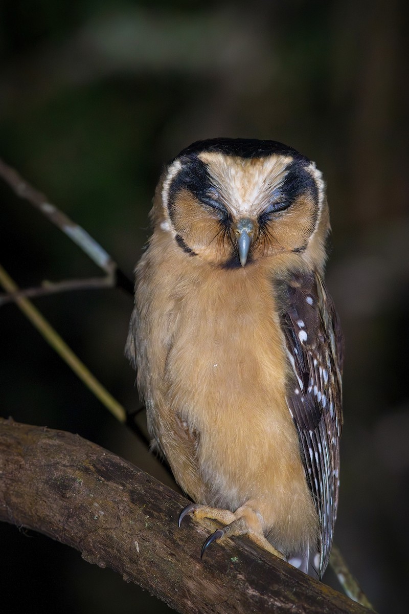 Buff-fronted Owl - ML622244288