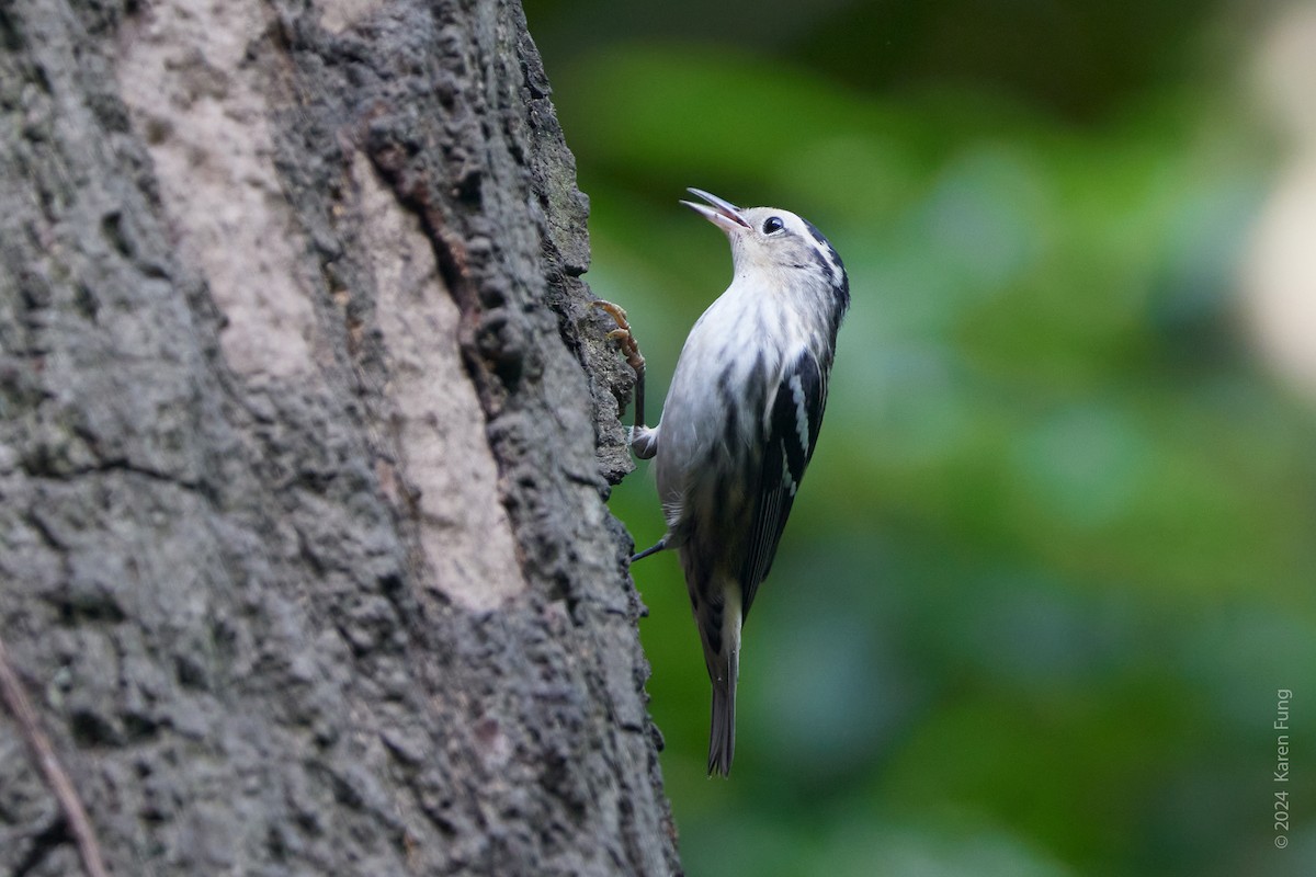 Black-and-white Warbler - ML622244397