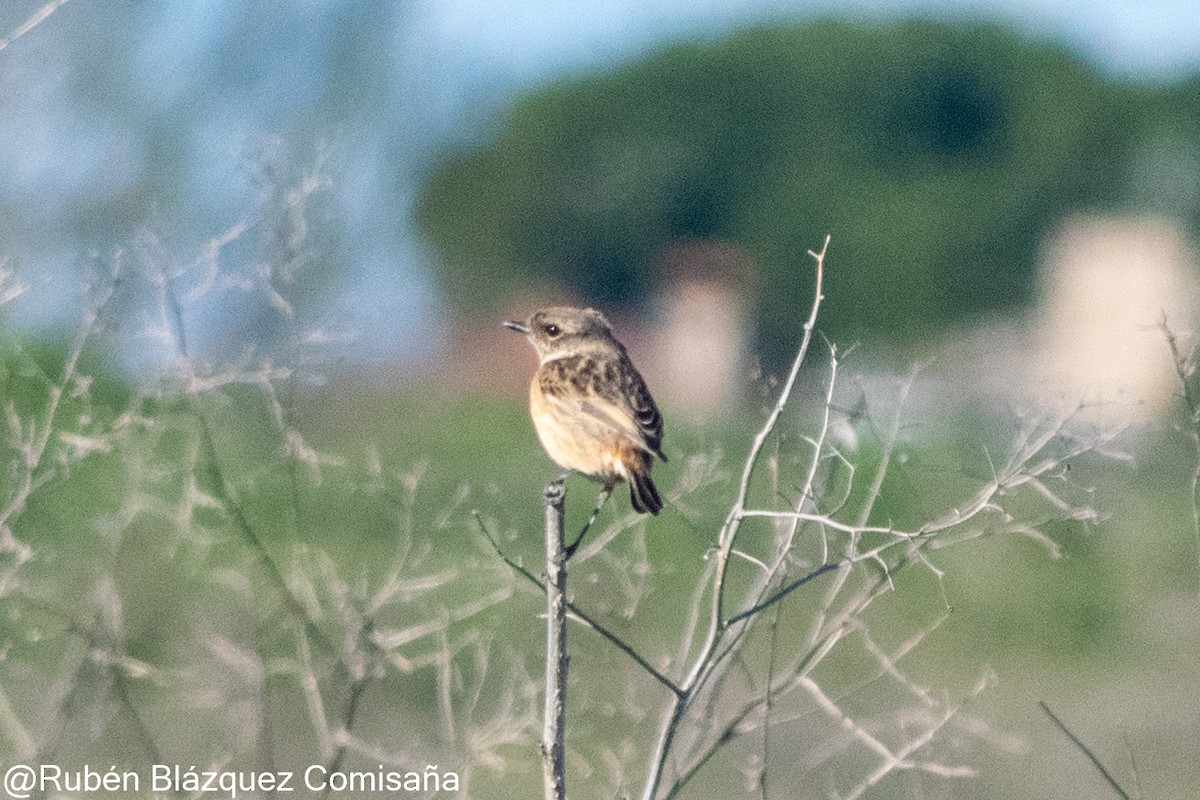 European Stonechat - ML622244473