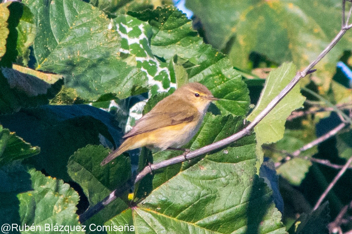 Common Chiffchaff - ML622244482