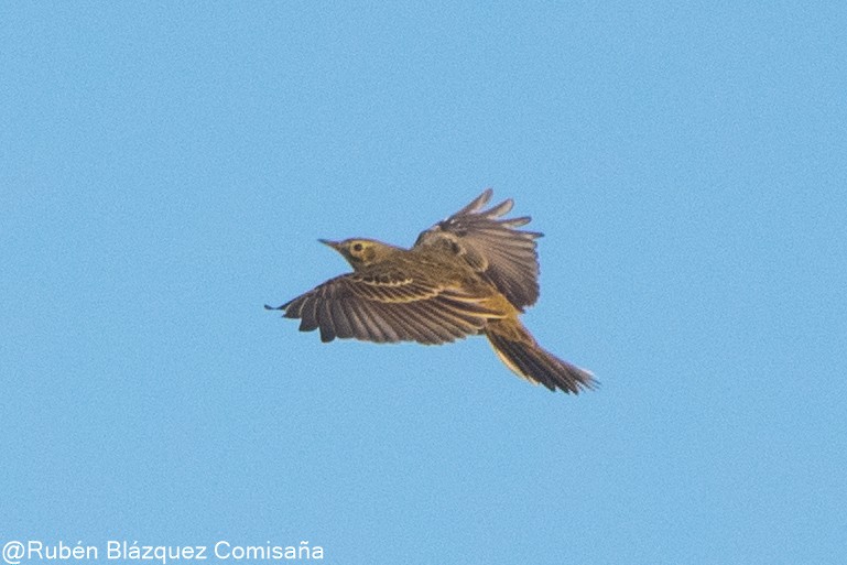 Meadow Pipit - ML622244492