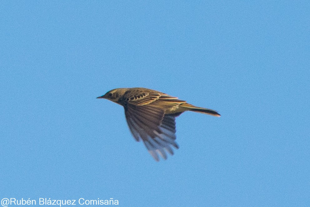 Meadow Pipit - ML622244493