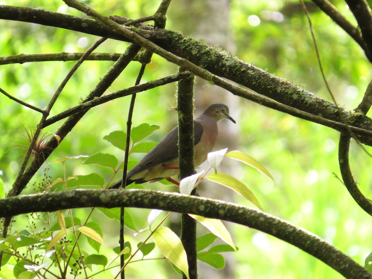 Tolima Dove - ML622244552