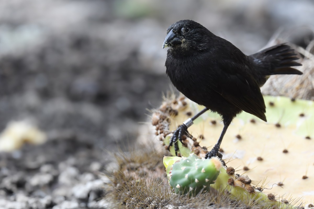 Common Cactus-Finch - ML622244684