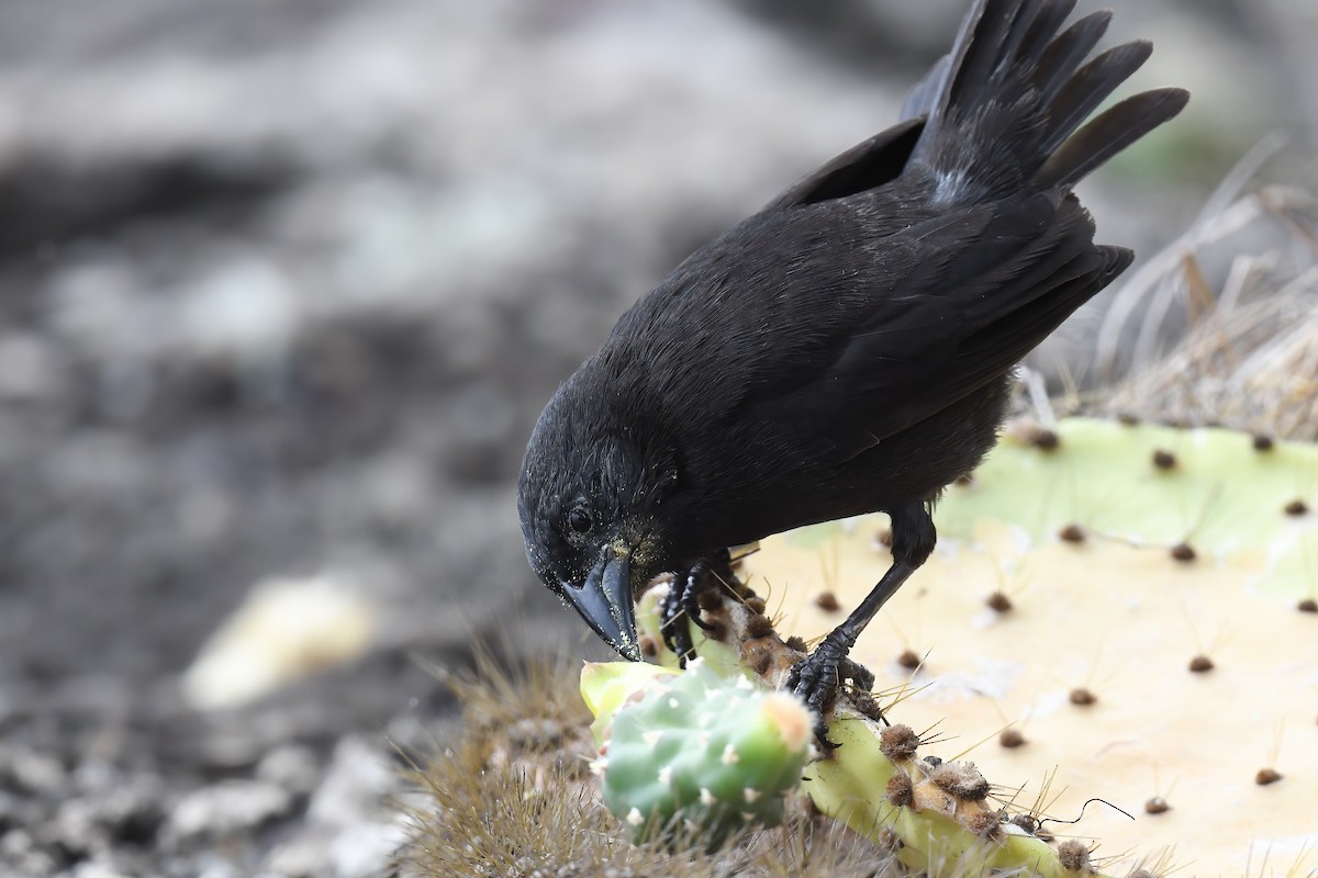 Common Cactus-Finch - ML622244685