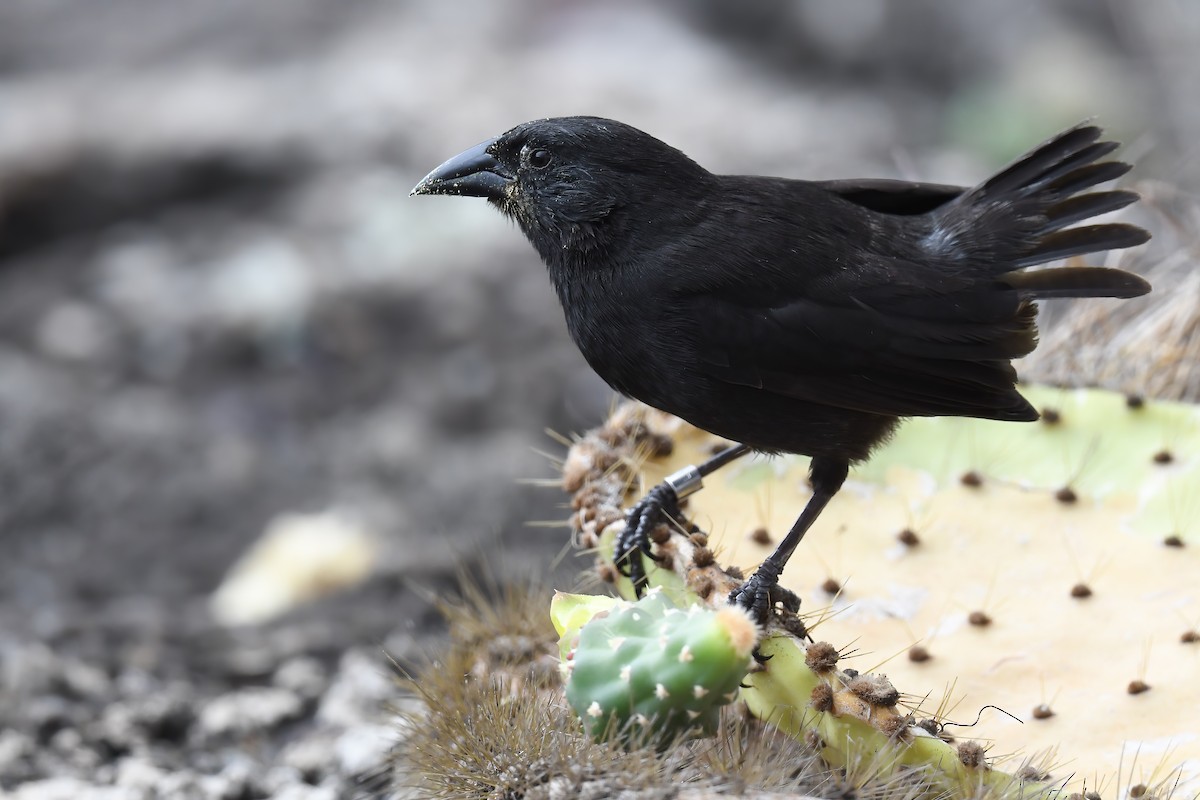 Common Cactus-Finch - ML622244686