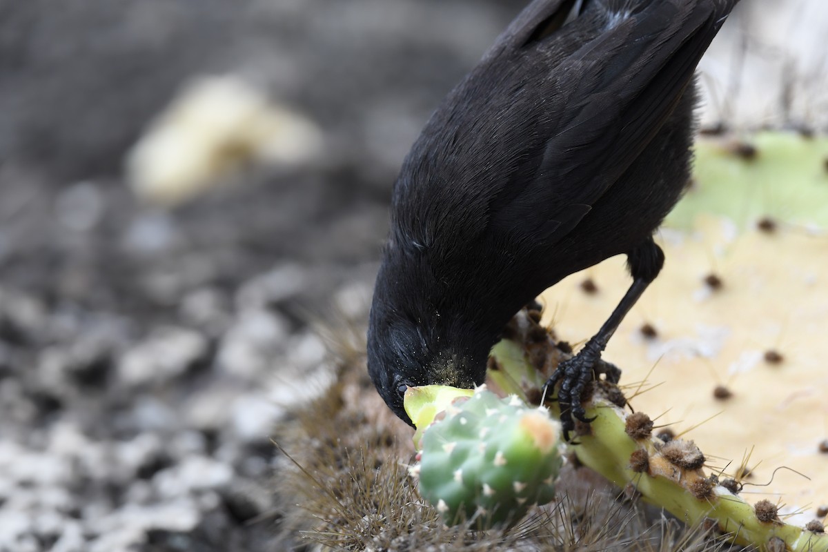 Common Cactus-Finch - ML622244687