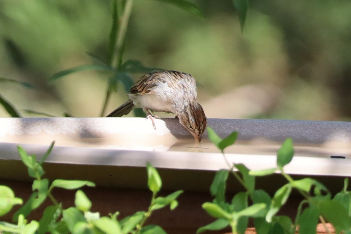 House Sparrow - Lillian Derwelis