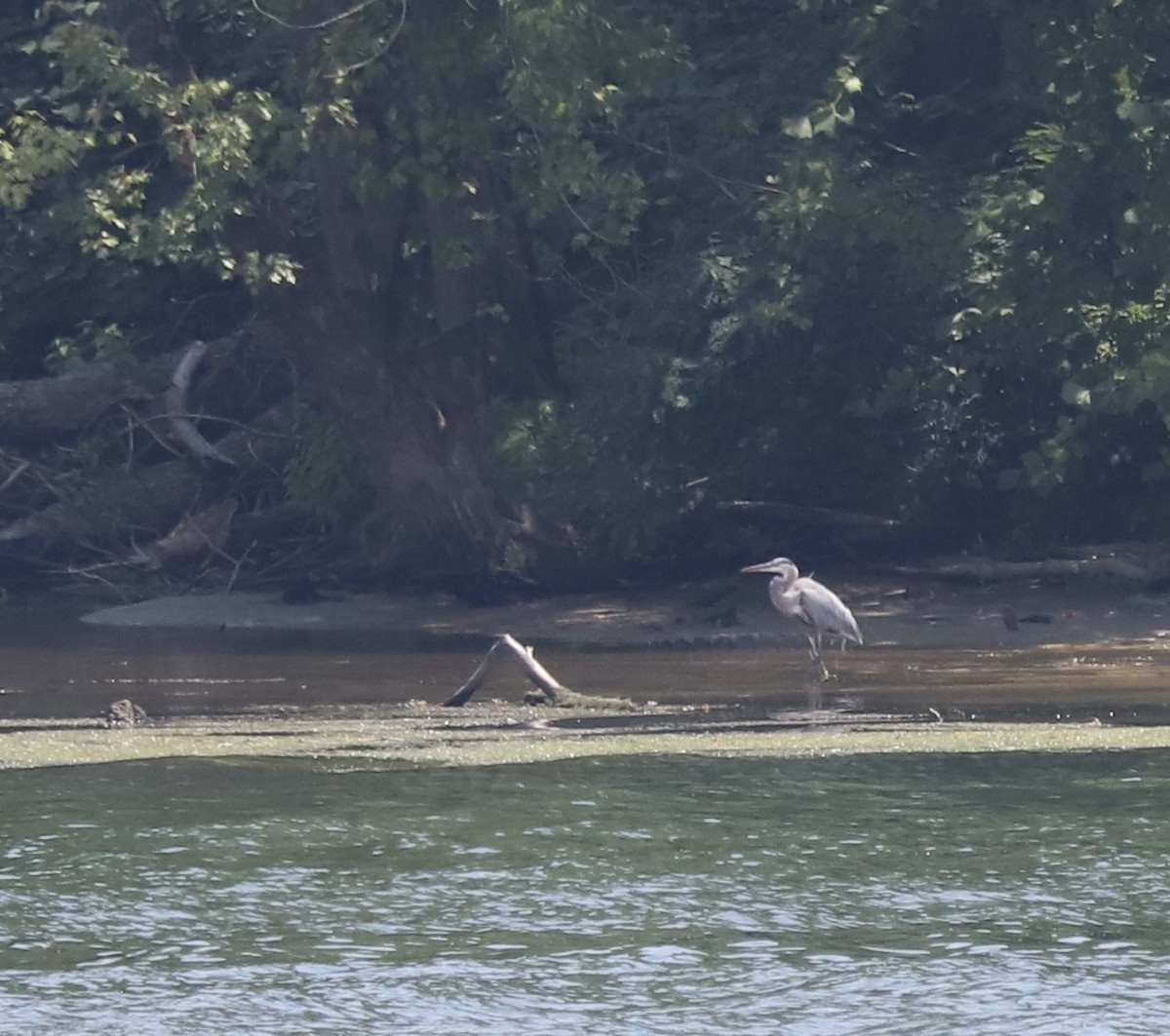 Great Blue Heron - ML622244872