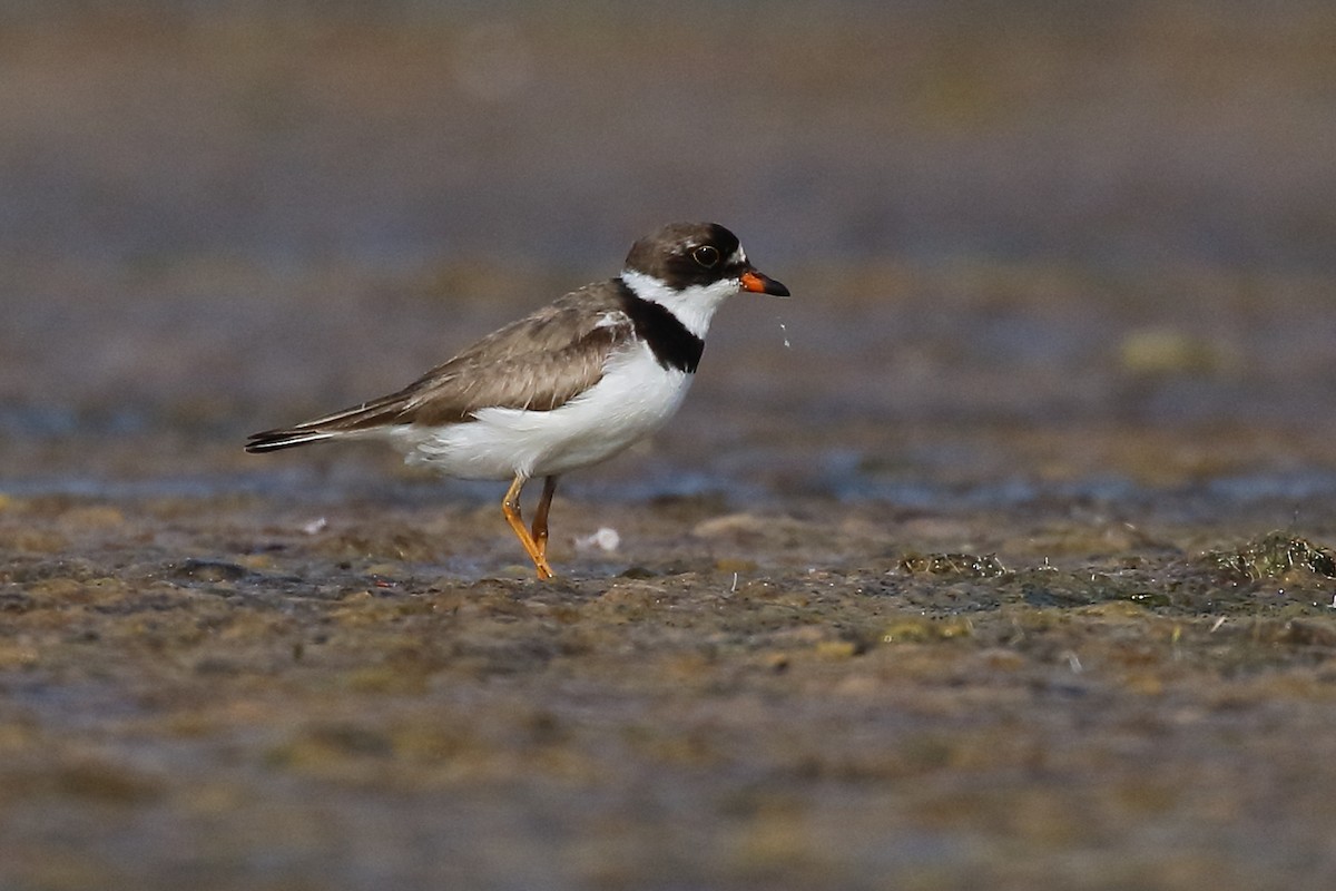 Semipalmated Plover - ML622244907